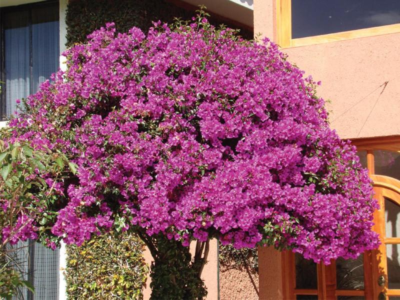 Hotel Arrecife De Coral San Cristóbal de Las Casas Zewnętrze zdjęcie